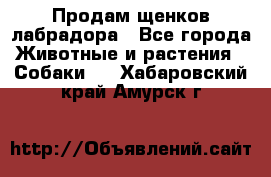 Продам щенков лабрадора - Все города Животные и растения » Собаки   . Хабаровский край,Амурск г.